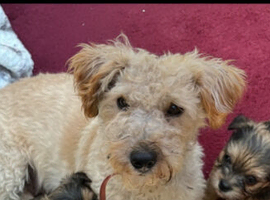 1 male puppy for sale