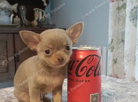 Exquisite Tiny Chihuahua puppies.