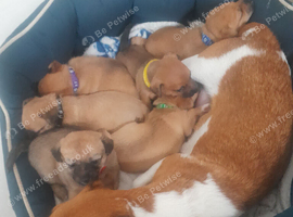 Jackchi puppy's 6 girls 4 weeks old