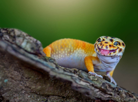 Leopard gecko and full set up