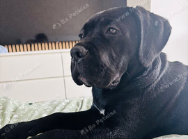 Cane corso