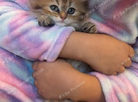 8 week Persian kitten for sale