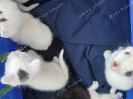 Beautiful kittens for sale