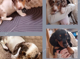 Available now last few 1 girl 1 boy beautiful little dachshund puppies