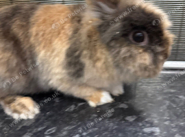 Lion head rabbit
