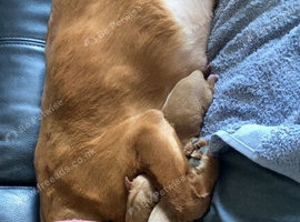 Red Working cocker spaniel