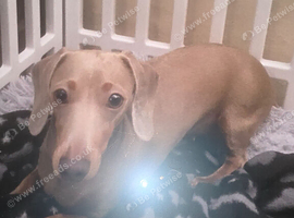 Small Female miniture Dachshund