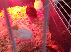 Quail chicks