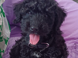Black Cavapoo Puppy