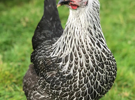 Silver Sussex point of lay pullets