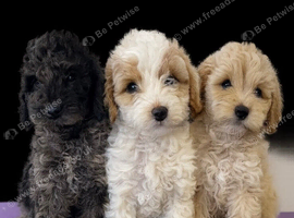 F1b stunning cockapoos