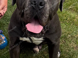 **Cane Corso Boy Looking for His Forever Home ️**
