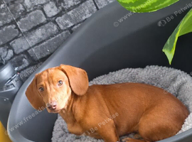 Dachshund 12 weeks old ( MARLEY )