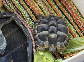Hermann&rsquo;s Tortoise for Sale
