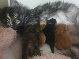 Scottish fold Cross maincoon kittens