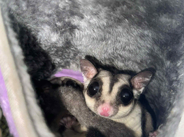 2 Male Sugar Glider Brothers