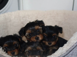 Pedigree KC registered Yorkshire terrier puppies