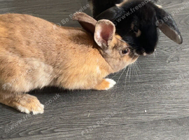 2 female rabbits
