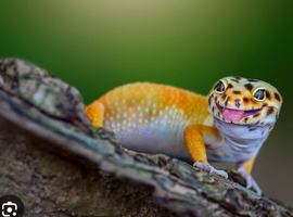 Leopard gecko