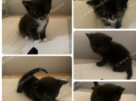 Kittens