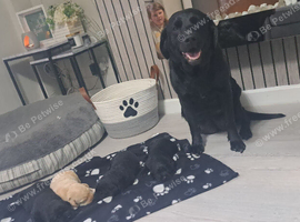 Black labrador puppies