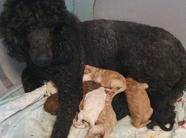 Standard poodle puppies kc registered