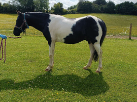 Top class nnp coloured gelding.