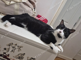 Free-Black and white domestic