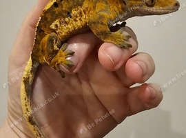 Proven Male Tricolour Harlequin Dalmatian