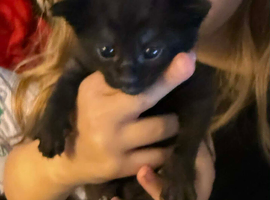 Pure black kittens for sale