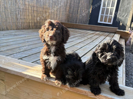 Cocker poo