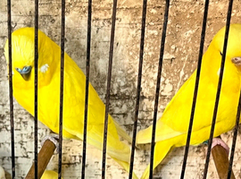 Yellow pair buddies