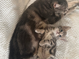 Stunning Bengal kittens ready now