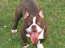 Male dog for sale