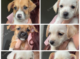 Jack Russel x Shihpoochon