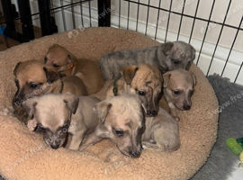 Exceptional litter of KC registered whippet puppies
