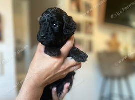Tiny Toy Poodles