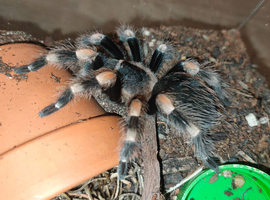 Brachypelma hamorii juvenile female for sale, tarantula spider