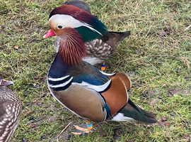 Mandarin ducks