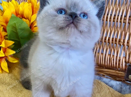 OUTSTANDING PURE BRED BSH TEDDY BEARS (READY 17TH OCTOBER)