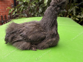 13 Week Old UK Bantam Silkie growers Unsexed