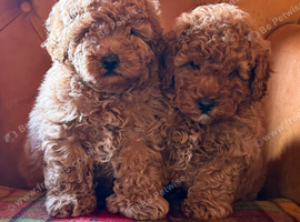 Toy poodle males