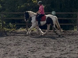Showing, workers, showjumping