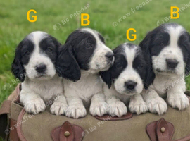 Working sprocker spaniel puppies