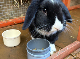 Lop X