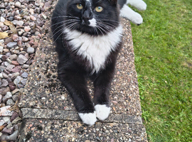Domestic longhair female