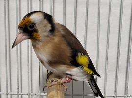 Mutation British Birds (Goldfinch, Redpoll & Siskins)