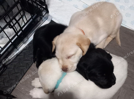 4 Beautiful Boys looking for there forever homes