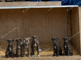 Lurcher Puppies