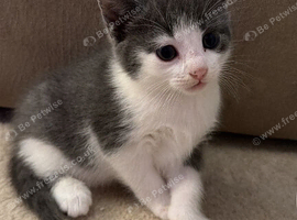 ADORABLE FLUFFY KITTENS FOR SALE